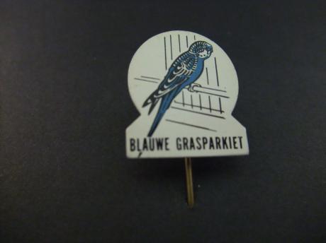 Blauwe grasparkiet ( papegaaiachtige ) zangvogel